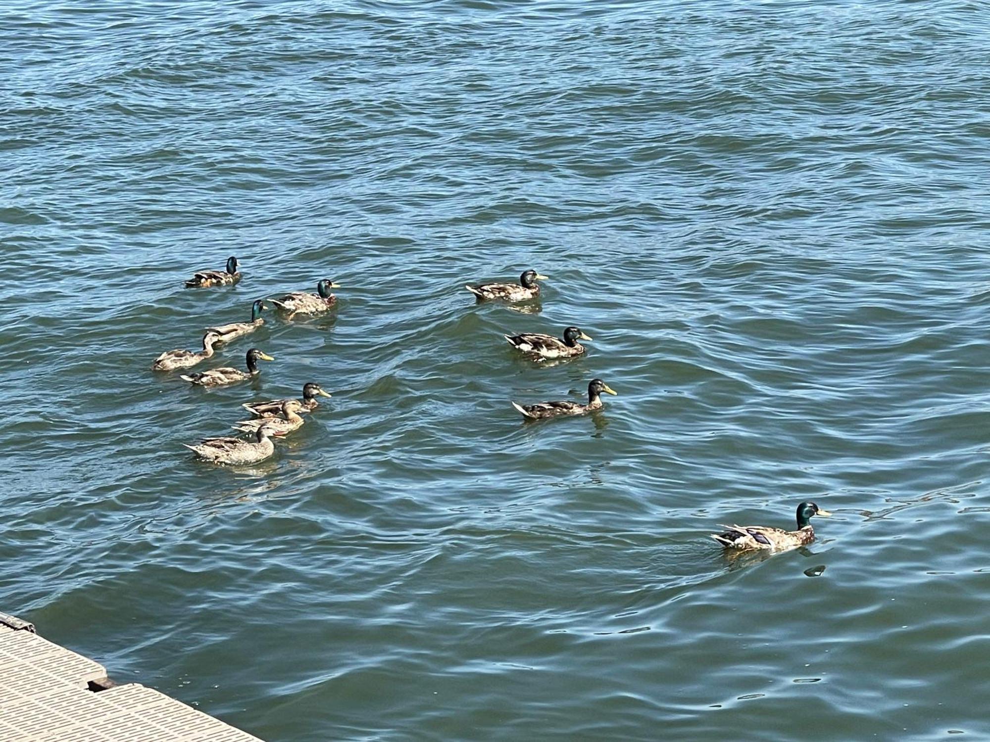 Omeo Clearlake Oaks Glenhaven 外观 照片